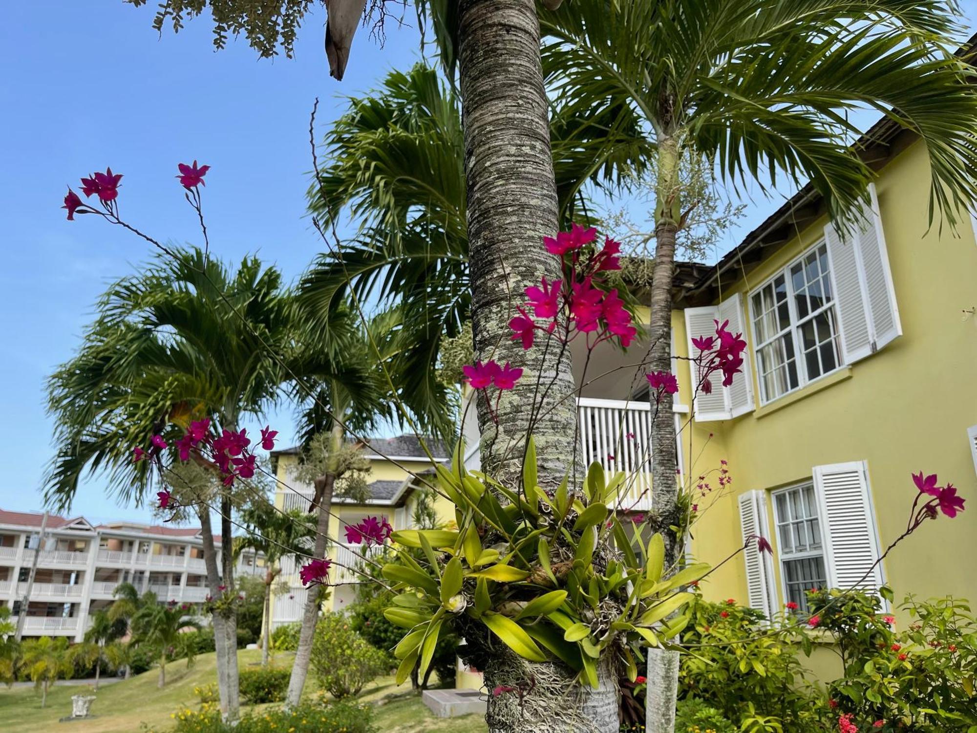 Jamaica Time Driftwood At Sea Palms 3br 3ba In Ocho Rios With Pool And Front With Views Only 10 Mins From Ochi Intl Airport Direct Flight From Miami Saint Maryʼs